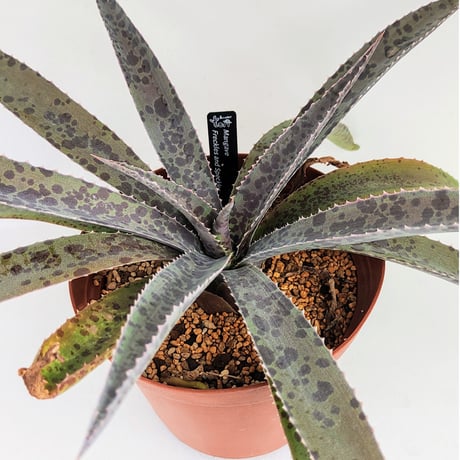 マンガベ | STORES