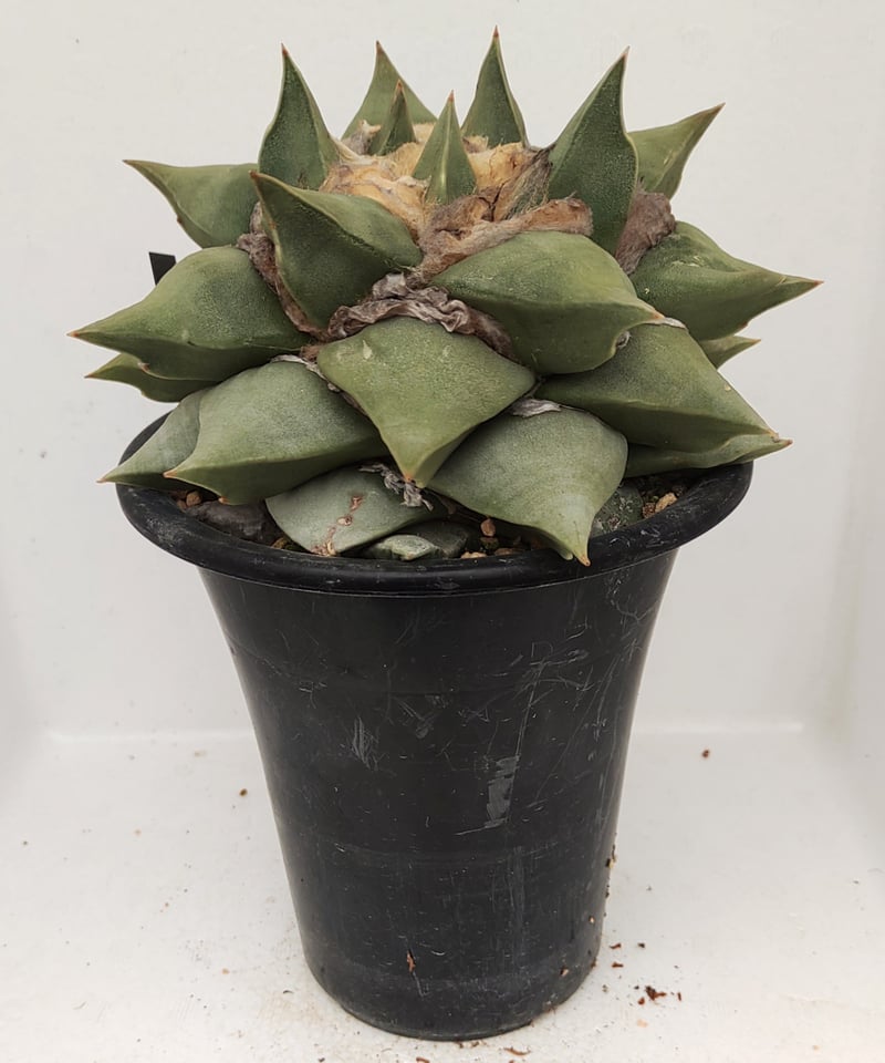 サボテン☆花牡丹径13cm ロイヤル花牡丹 サボテン | toA Succulent