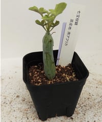 アーケリー セネシオ | toA Succulent