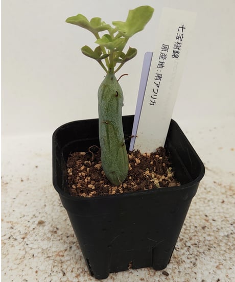 七宝樹錦 セネシオ | toA Succulent