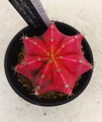 スーパーバン錦 アエオニウム | toA Succulent