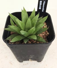 菊華の舞　ハオルチア