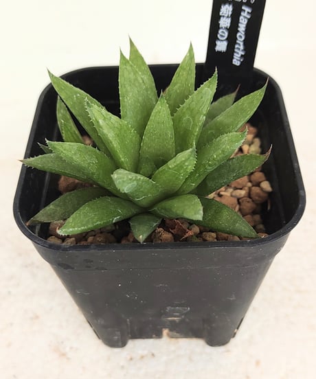 ハオルチア　連絡用 CATEGORY ハオルチア | toA Succulent