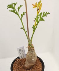 ブッコルジアヌス S チレコドン | toA Succulent