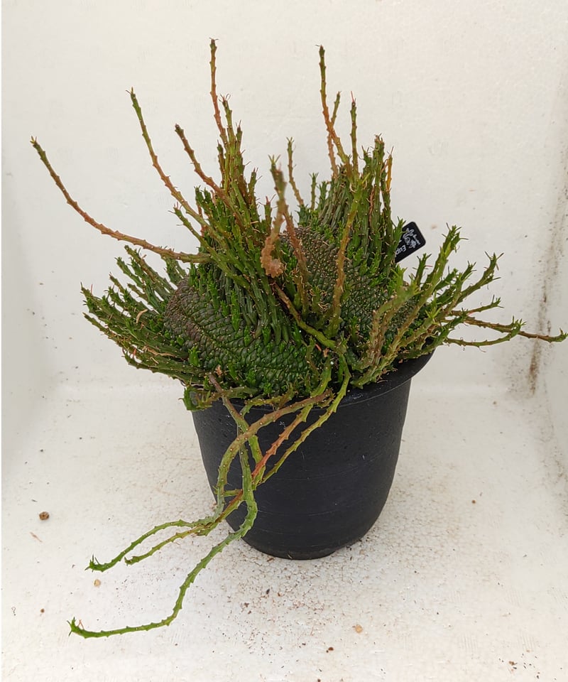 孔雀丸綴化 L ユーフォルビア | toA Succulent