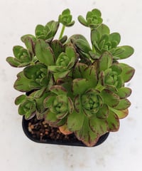 多肉植物アエオニウム 錦❤️ 白黒グリッド ❤️ 多肉植物アエオニウム錦❤️ 雪姫 ❤️ - メルカリ