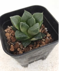 雪国×万象hyb錦 ハオルチア | toA Succulent