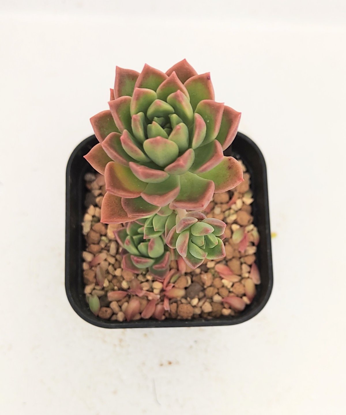 多肉植物 リトルビューティー 8カット カット苗 セダム