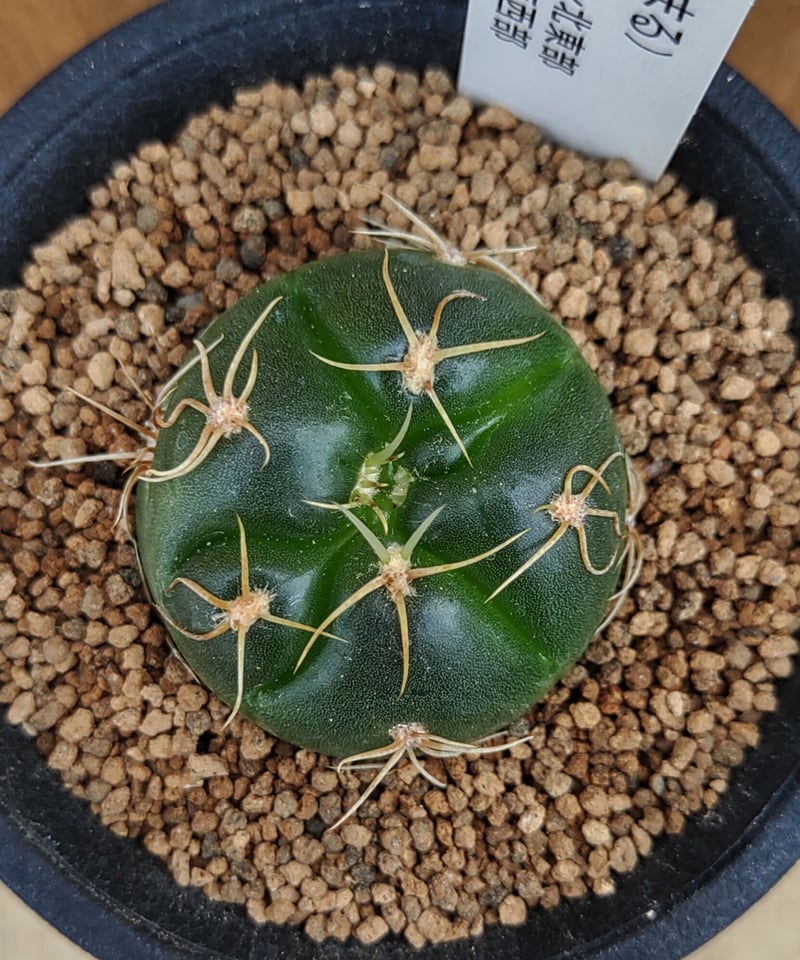 海王丸 サボテン | toA Succulent