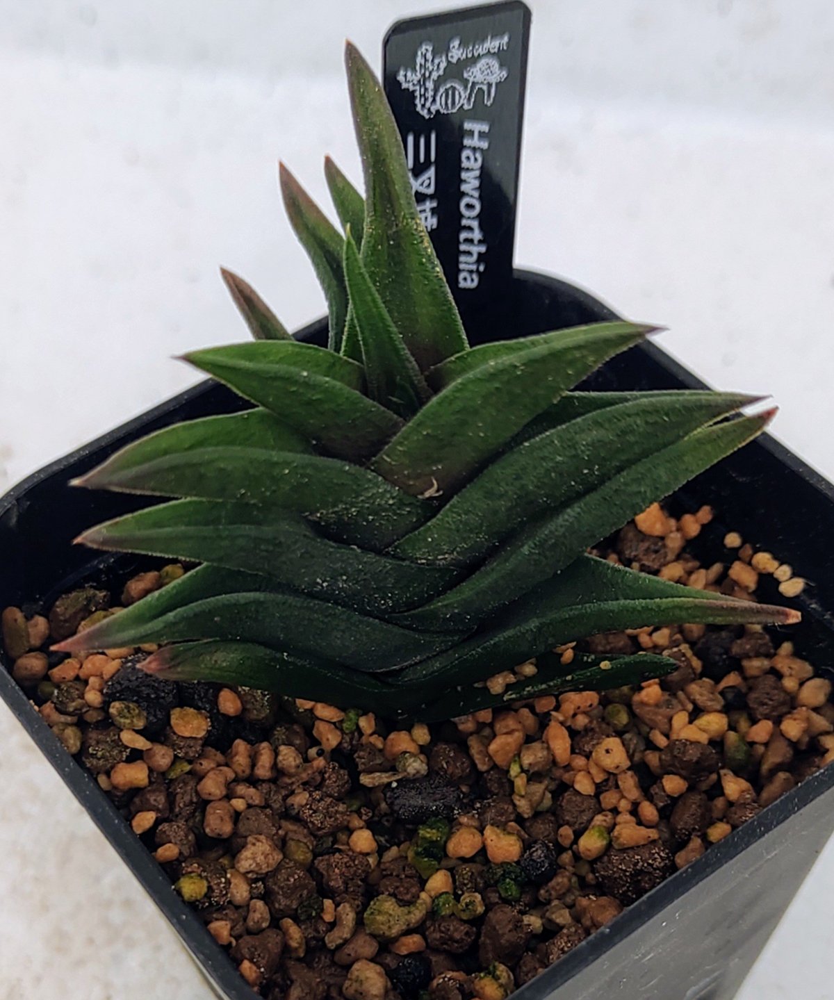 43db ハオルチア　多肉植物　龍城群生　自家繁殖 43db ハオルチア 多肉植物 龍城群生 自家繁殖 観葉植物