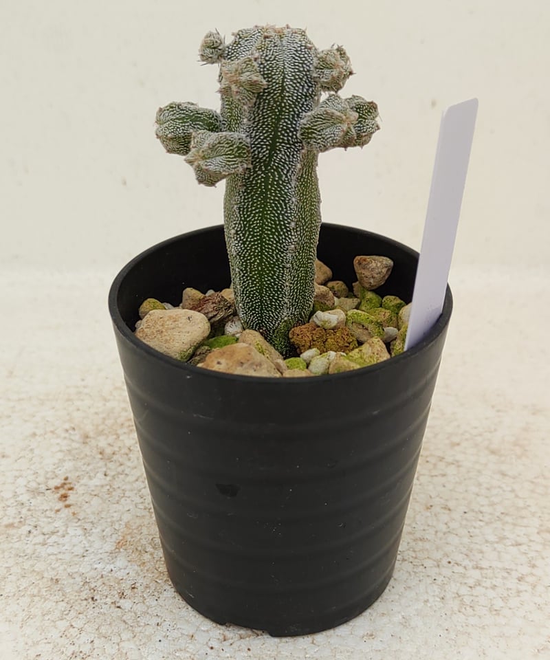 アストロフィツム　ランポー玉　斑入り　超大株 子吹きランポー玉 アストロフィツム | toA Succulent