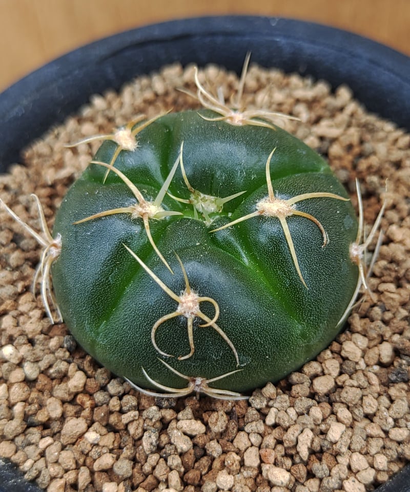 海王丸 サボテン | toA Succulent