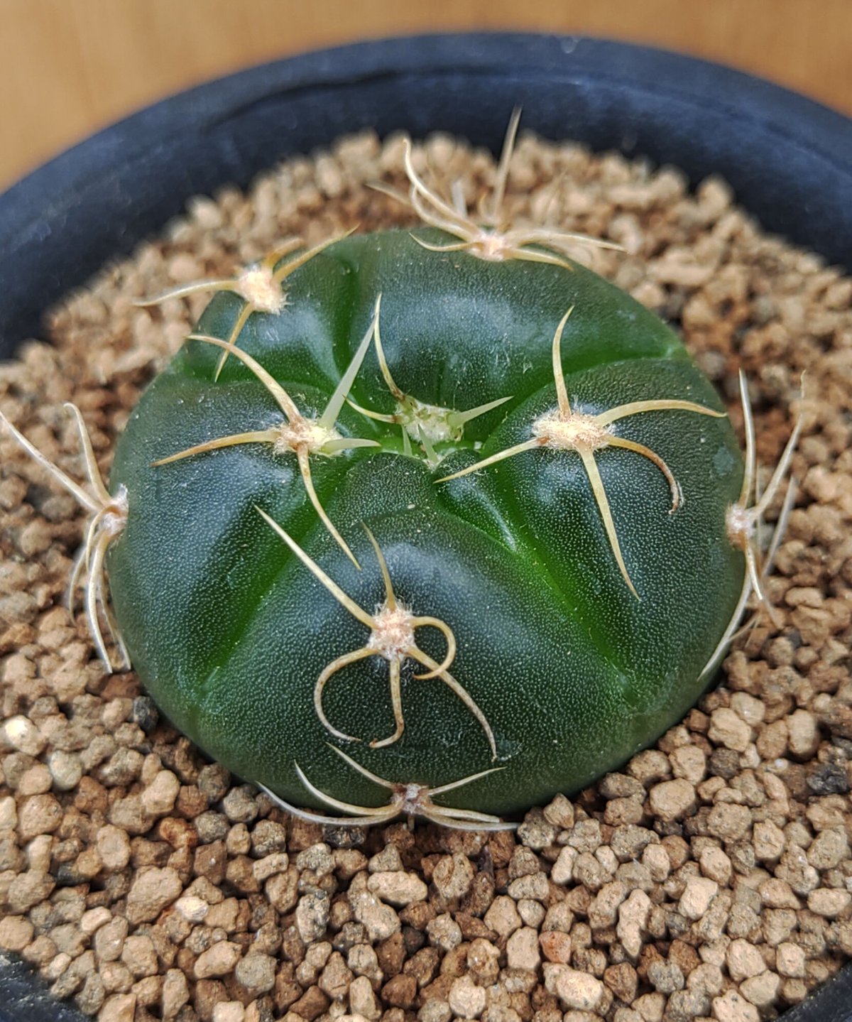国王丸　サボテン 海王丸 サボテン | toA Succulent