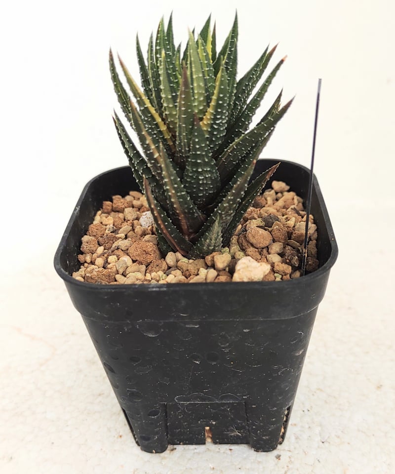 ハオルチア スコーピオン錦 鼓笛錦 B ハオルチア | toA Succulent