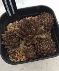笑牡丹 センペルビウム | toA Succulent
