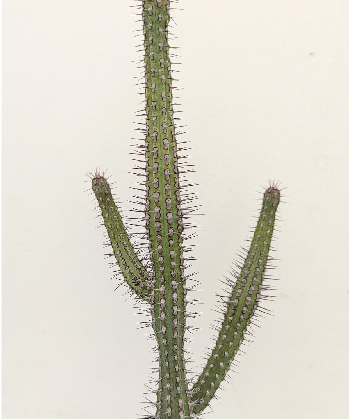 観葉植物 ユーフォルビア レネンシス Euphorbia biselegans （Monadenium elegans） 日本の夏に屈しない