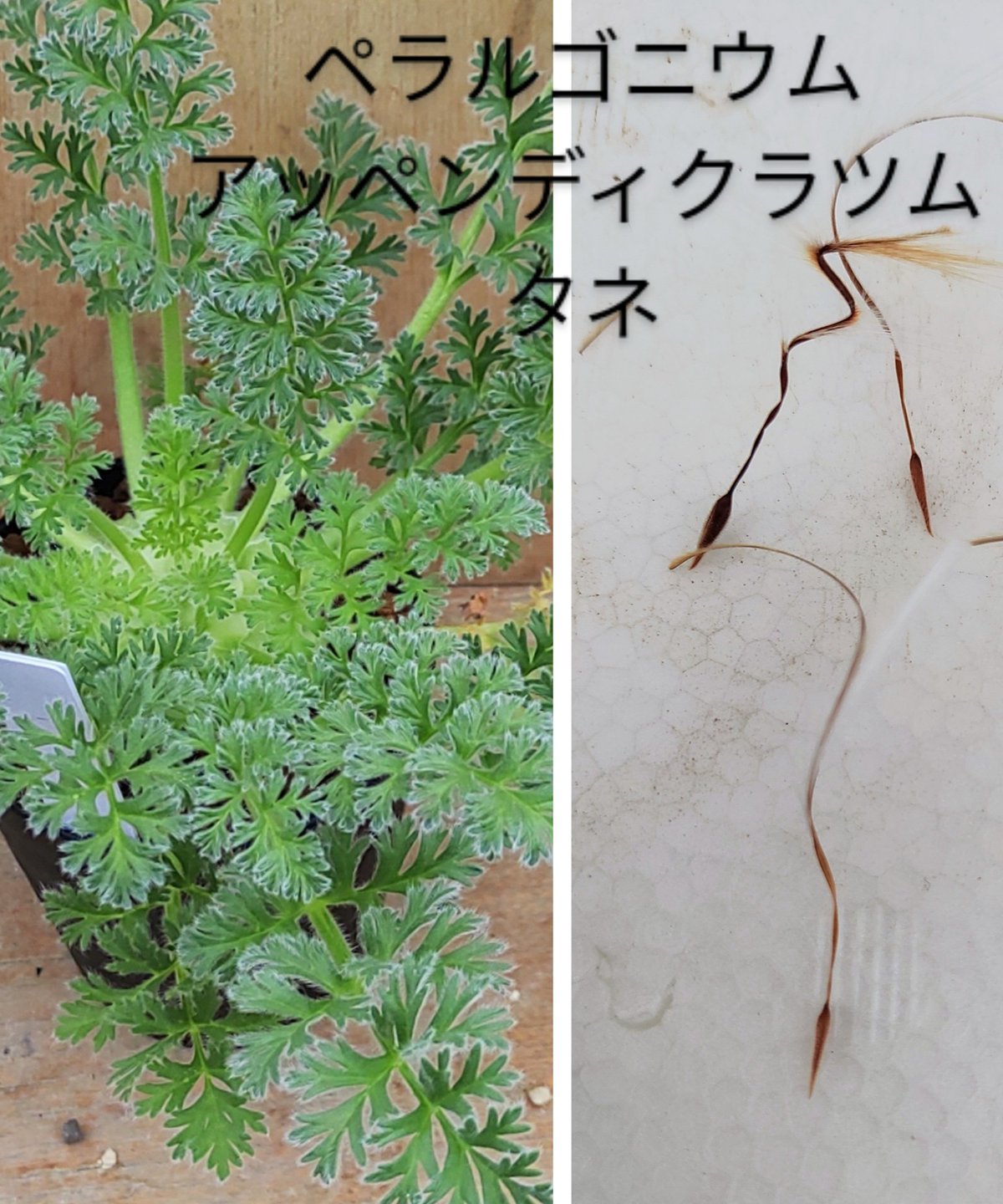 種子】ペラルゴニウム コルツシフォリウム 5粒 種子】ペラルゴニウム