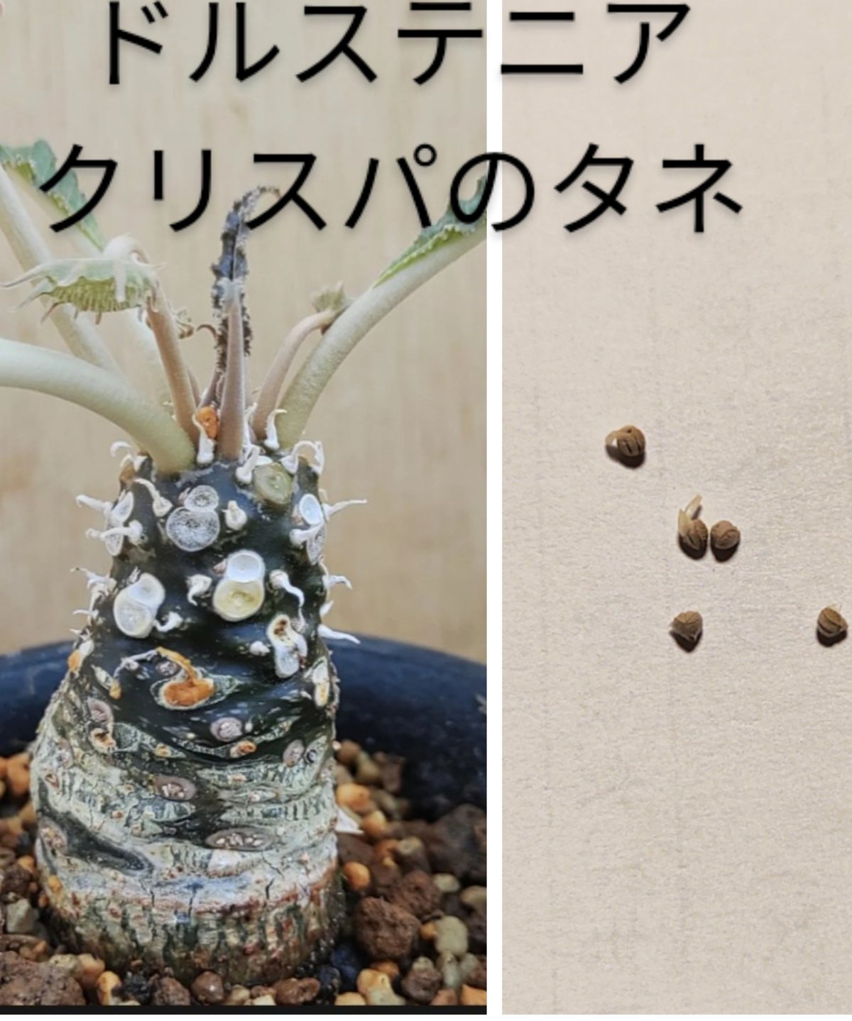 ドルステニア エレンベッキアナ 種子5粒 ドルステニア エレンベッキ