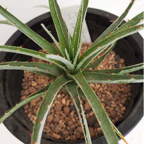 プヤ セルーレア ビオラセア E