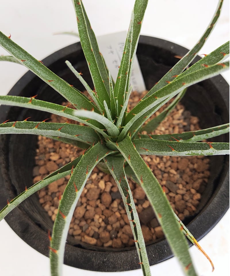 プヤ セルーレア R 特白ロングリーフ個体 大株 【公式通販】