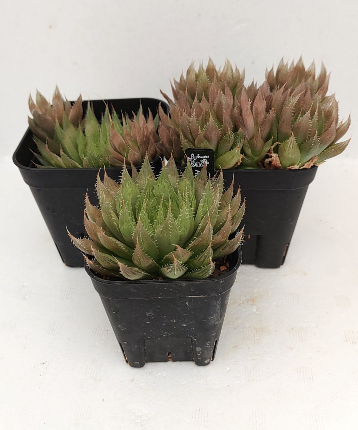 ハオルチアB | toA Succulent