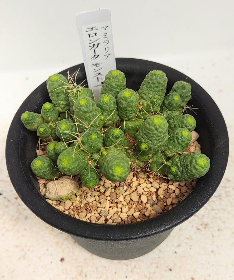 エロンガータモンスト サボテン | toA Succulent