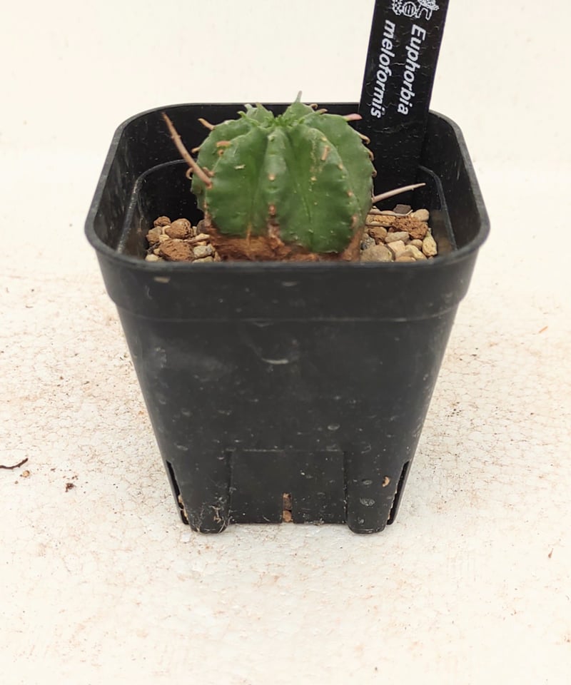 m*.様 メロフォルミス メロフォルミス ユーフォルビア | toA Succulent