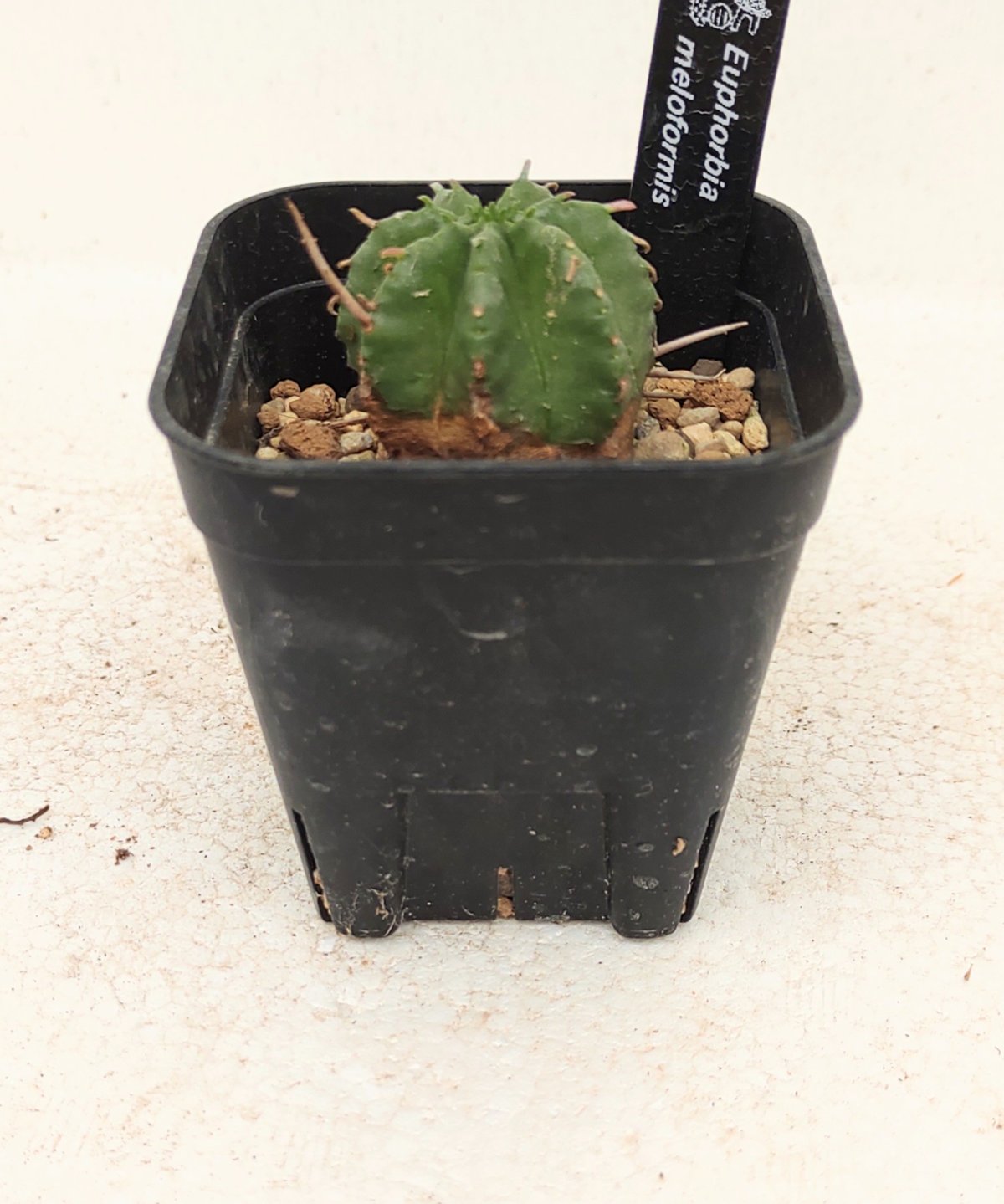メロフォルミス ユーフォルビア | toA Succulent