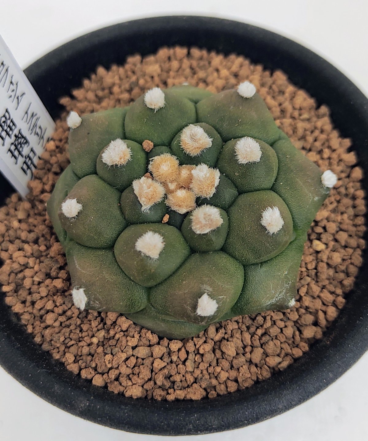 亀甲瑠璃兜 アストロフィツム | toA Succulent