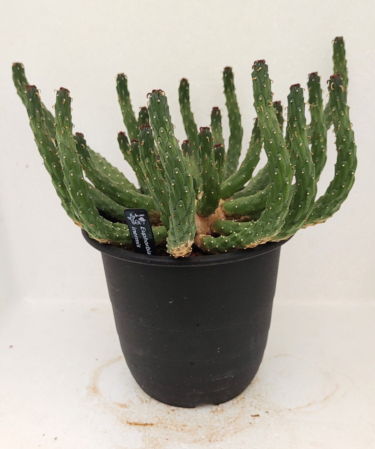 ④ユーフォルビア ルディス ④ユーフォルビア ルディス