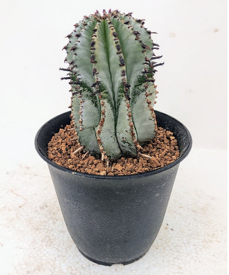 白衣ポリゴナ ユーフォルビア | toA Succulent