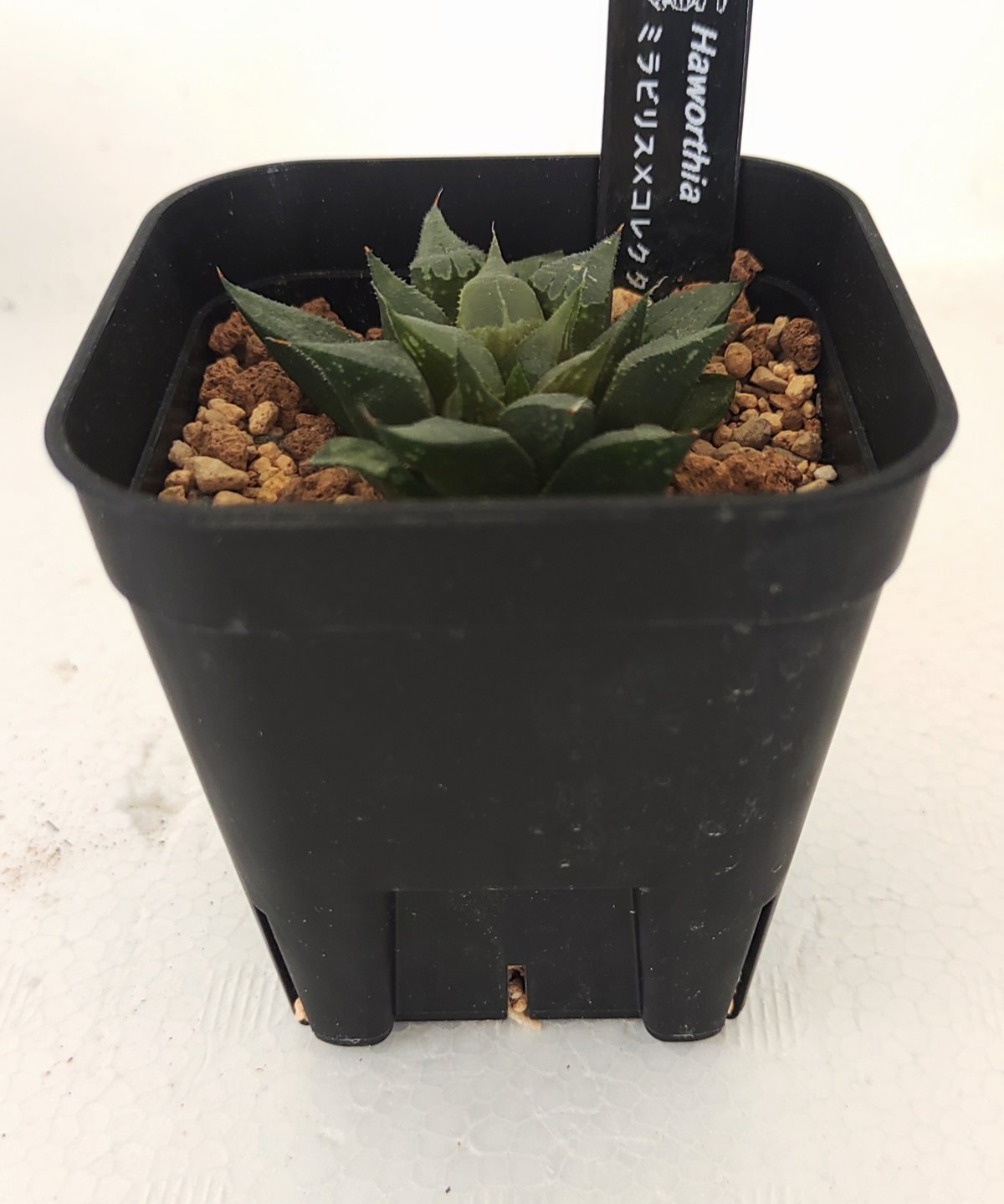 ミラビリス✕コレクタ ハオルチア | toA Succulent
