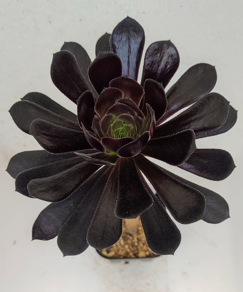 黒法師 アエオニウム | toA Succulent