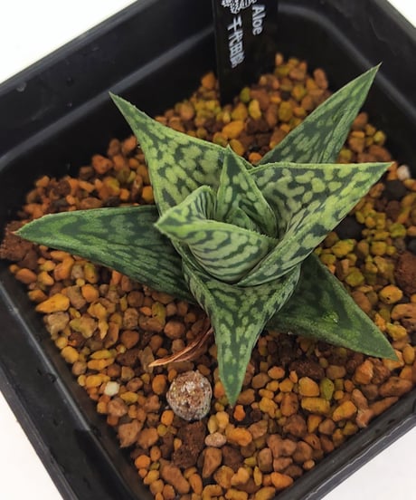 CATEGORY アロエ | toA Succulent
