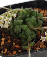 アーケリー セネシオ | toA Succulent