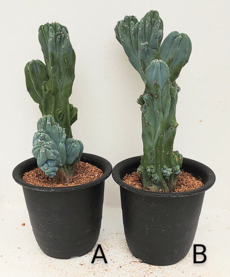 竜神木　サボテン　2本セット 竜神木石化 サボテン | toA Succulent