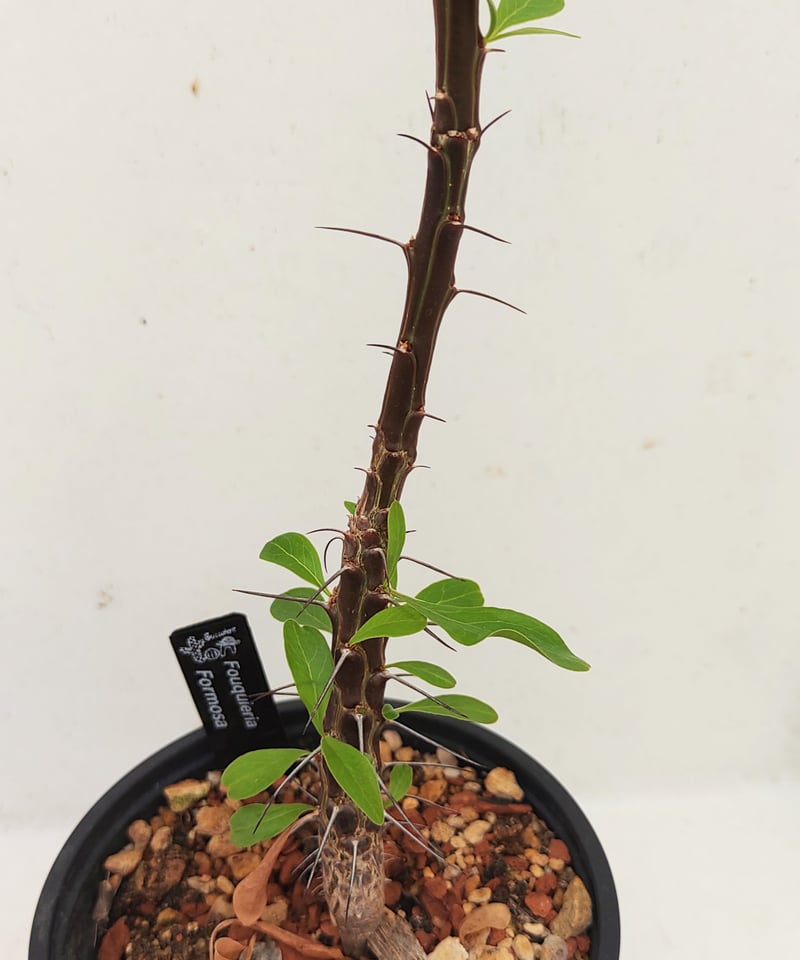 フォルモサ フォークイエリア | toA Succulent