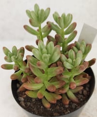 アーケリー セネシオ | toA Succulent