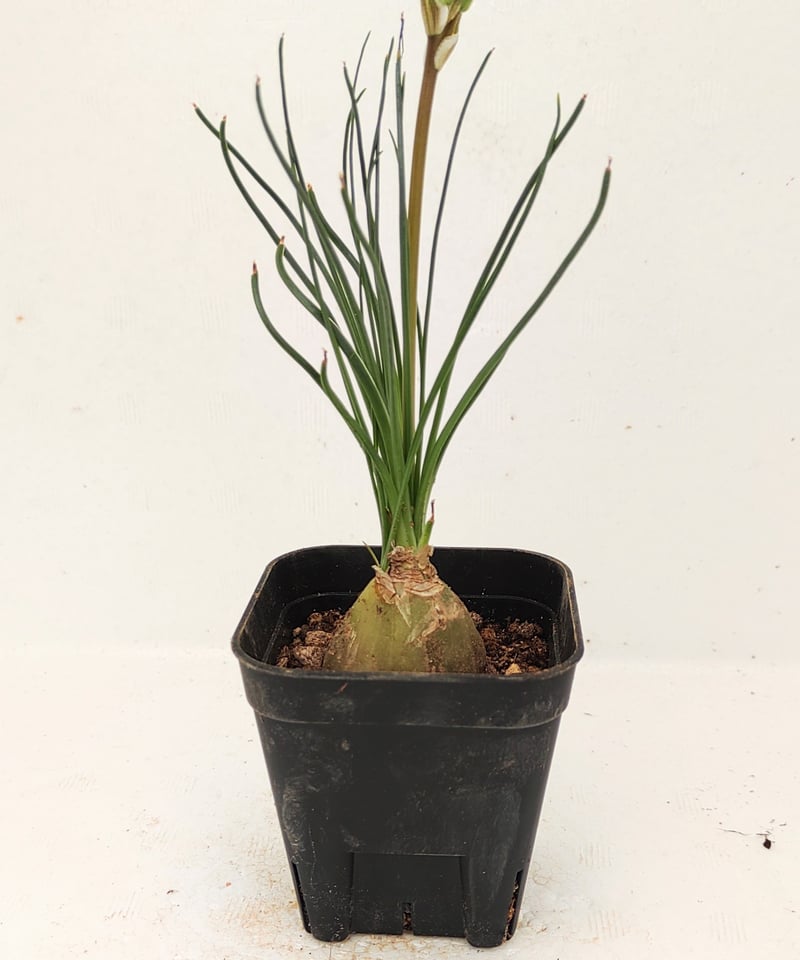 アルブカ・フミリス アルブカ フミリス | GREEN LUCK