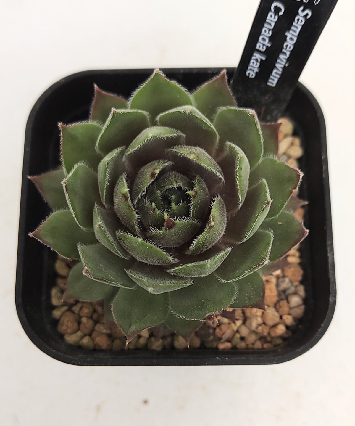 カナダケイト センペルビウム | toA Succulent