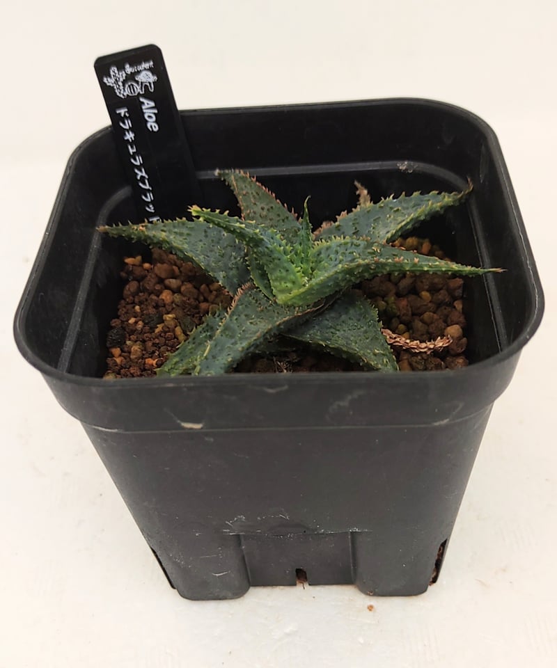 ロウルサンコさんラベル付き☆多肉植物 アロエ属 ブラッドサースティー メルカリ便発送&ロウルサンコさんラベル付き☆アロエ ブラッドサース