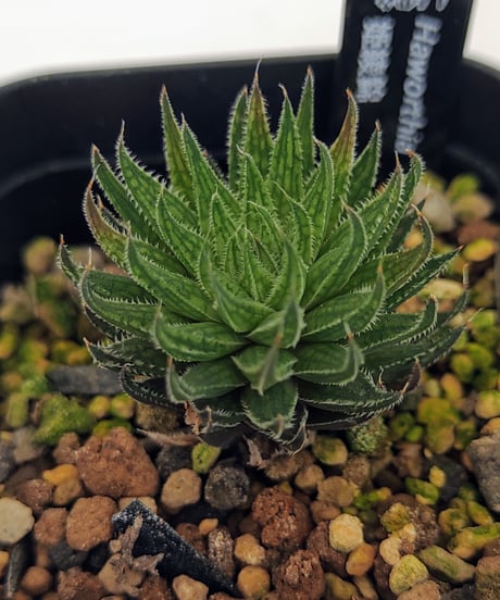 CATEGORY ハオルチア | toA Succulent CATEGORY ハオルチア | toA Succulent