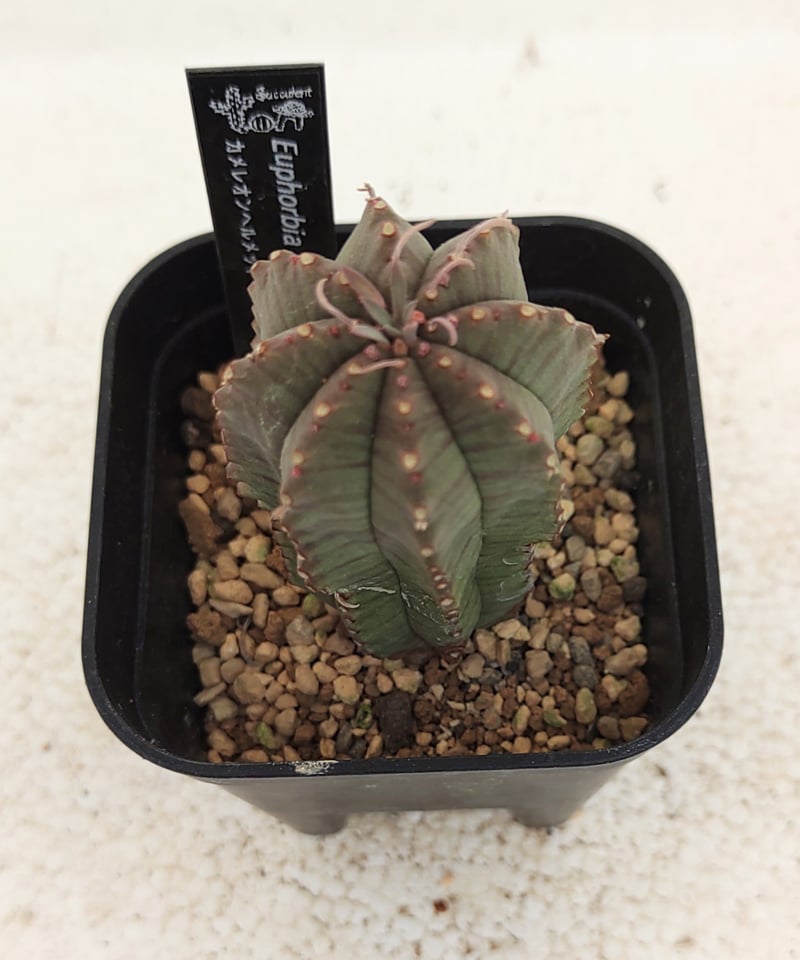 カメレオンヘルメット ユーフォルヒア | toA Succulent