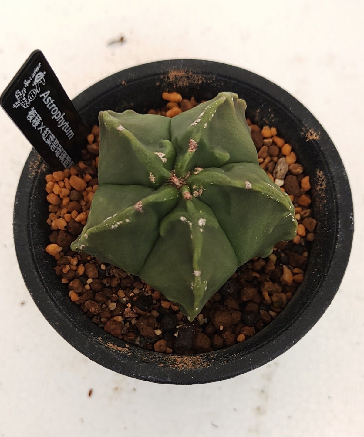 複稜×紅葉碧瑠璃ランポー サボテン | toA Succulent