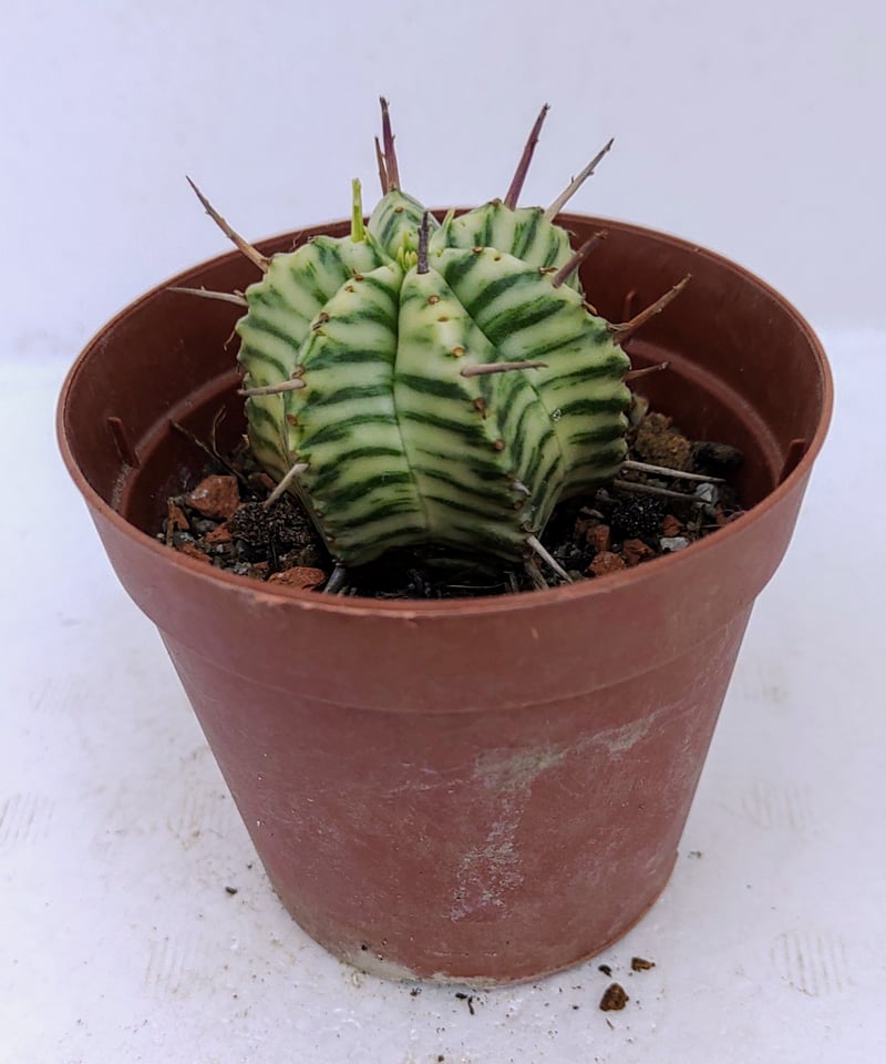 メロフォルミス錦 ユーフォルビア | toA Succulent