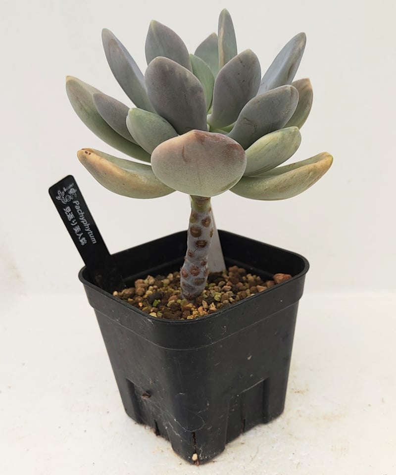 確認用　艶美人錦　多肉植物　パキフィツム 見返り美人錦 パキフィツム | toA Succulent