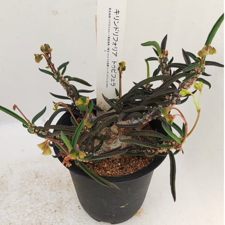 限定セール！希少大型株、キリンドリフォリア！① 3連休セール！希少大型株、キリンドリフォリア！① ユーフォルビア 多肉