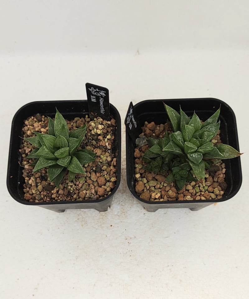 玉緑 ハオルチア | toA Succulent