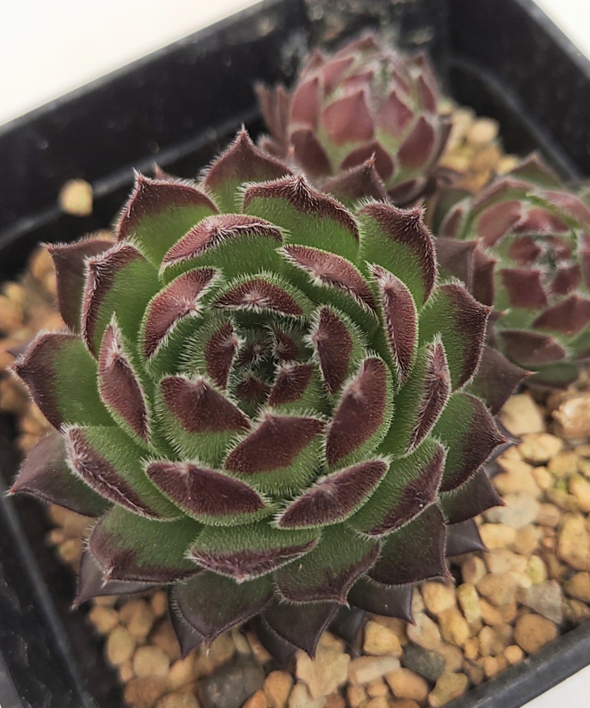 感謝を込めて。センペルビウム15(*´ω`*)Q リンリン センペルビウム | toA Succulent