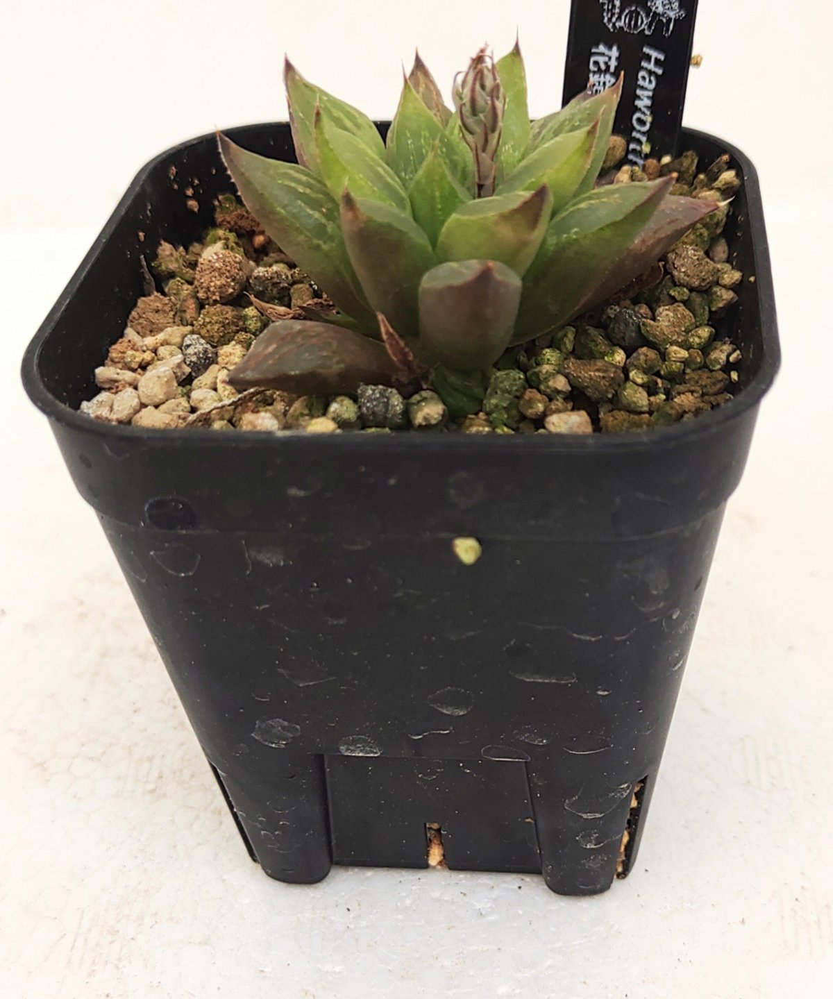 ハオルチア 天空の鏡錦②